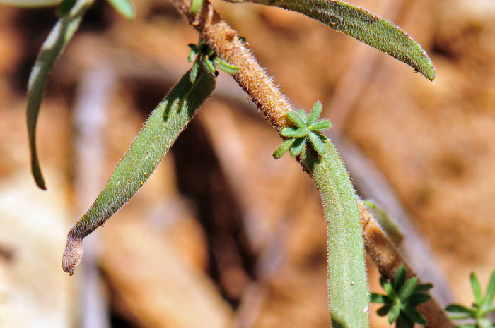 White Heath Aster has green leaves, both basal and stem leaves. The leaves are withered and gone by flowering. Note as shown here that the smallest leaves emerge from leaf axils. Symphyotrichum ericoides var. ericoides